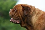 DOGUE DE BORDEAUX 282